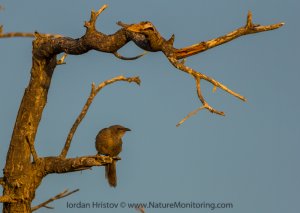 Arabian Babbler