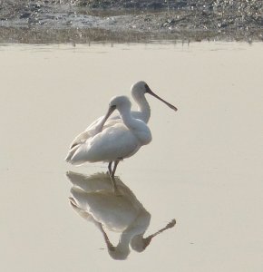 Black-faced Spoonbill