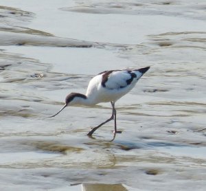 Pied avocet