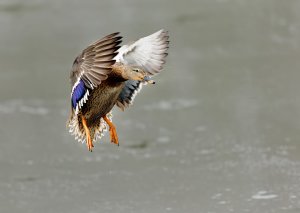 Mallard