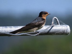 Welcome Swallow juvenile