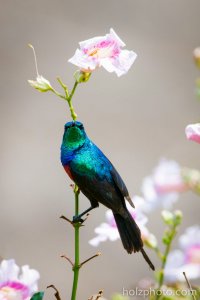 Sun Bird - Uganda