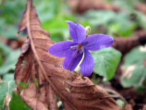 A Very Early Sweet Violet