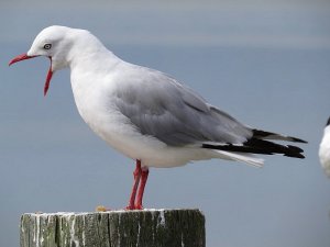 Red Billed Gull