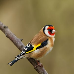 Goldfinch