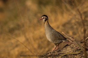 Arabian Partridge