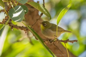 Abyssinian White-eye