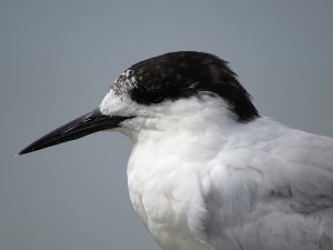 White Fronted Tern