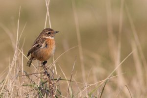 Stonechat