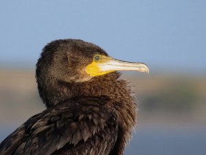 Black Shag