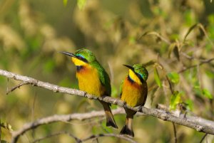 Little bee-eater