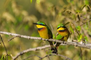 Little bee-eater