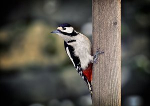 Great spotted Woodpecker