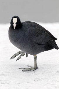 Coot