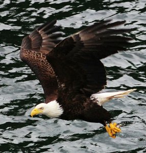 The Majestic Eagle