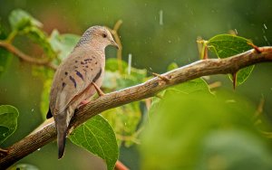 Common Ground Dove in the Rain