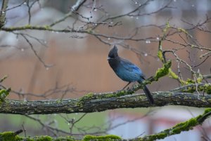 Steller's Jay on a rainy day