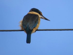 NZ Kingfisher