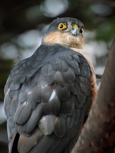 Sparrowhawk (Fred)