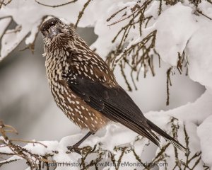 Spotted Nutcracker photo