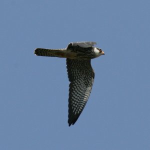 Amur Falcon (juv)