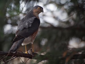 Sparrowhawk with Mouse prey