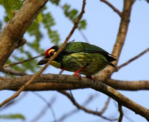 Coppersmith Barbet