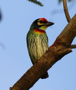 Coppersmith Barbet