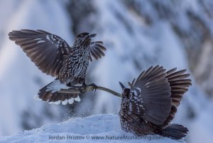 Spotted Nutcracker image