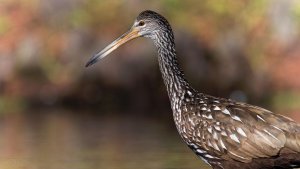 The Limpkin