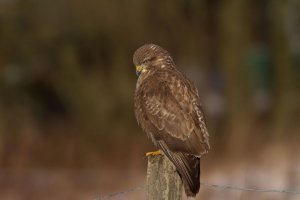 Buzzard