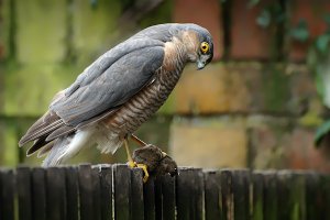 Sparrowhawk with Mouse