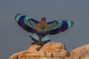 Indian Roller photography