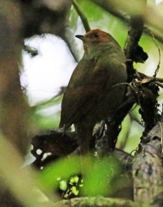 Red-Faced Spinetail