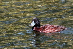 Blue Billed DUck