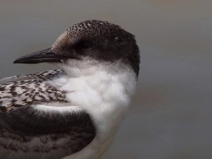 White Fronted Tern Juvenile