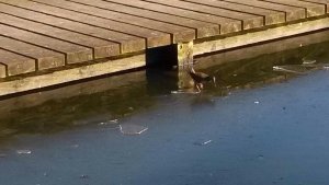 Water Rail At Inverleith Pond