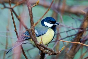 Great Tit