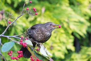 Female Blackbird