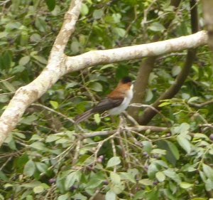 chestnut bulbul