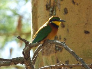 BLUE-BREASTED BEE-EATER