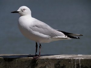 Black billed gull