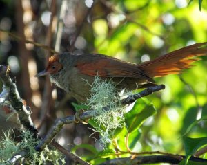 Red-faced Spinetail, Varablanca, Costa Rica