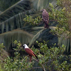 Brahminy Kite and Black Kite