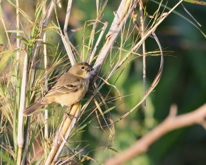 Rusty-collared Seedeater (female)