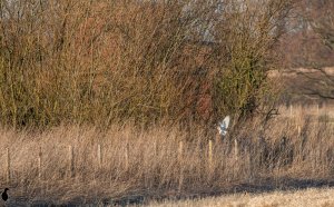 Barn Owl at Wheldrake Ing Yorkshire