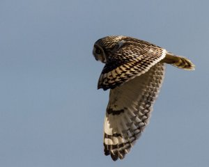 Short Eared Owl