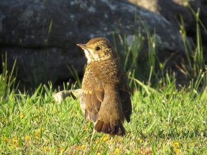 Song Thrush Fledgling