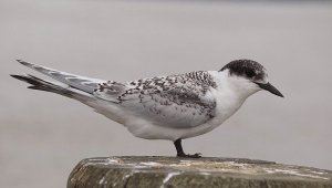 White Fronted Tern Juvenile