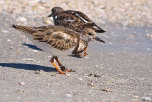 Turnstone and fishing line